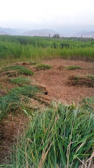 Камиш соттамиз чорнй патталока