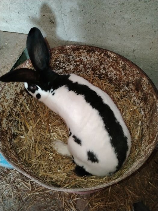 Mascul fluture german