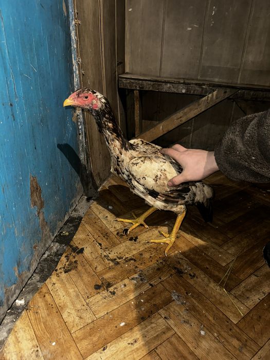 Продам 9 Даканов  2 Пацана 7 девочек