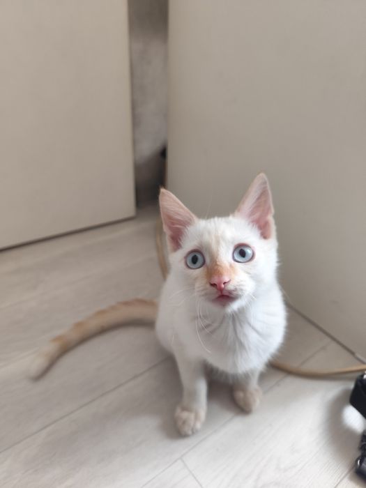 Отдам котёнка бесплатно.