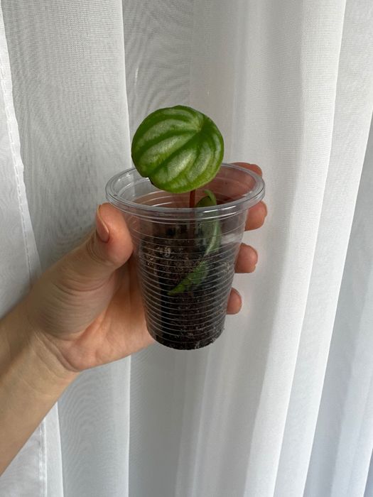 Продам разные цветочки