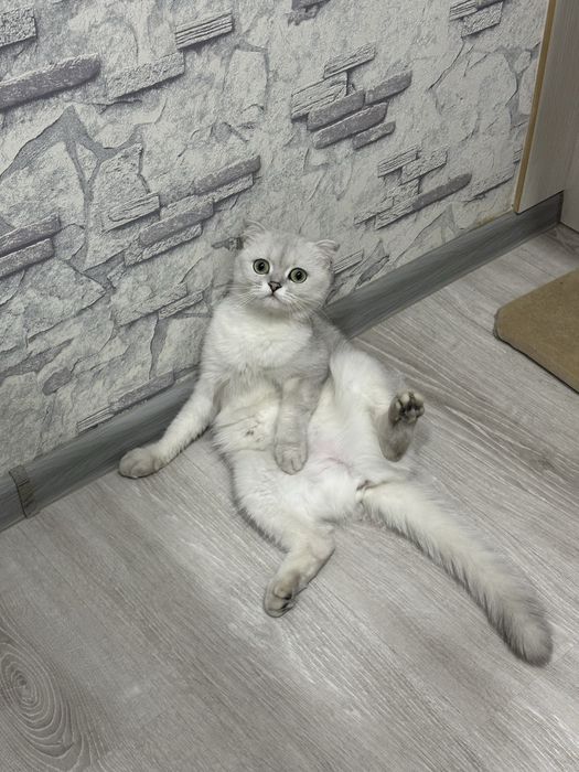 skotish fold SROCHNO sotiladi