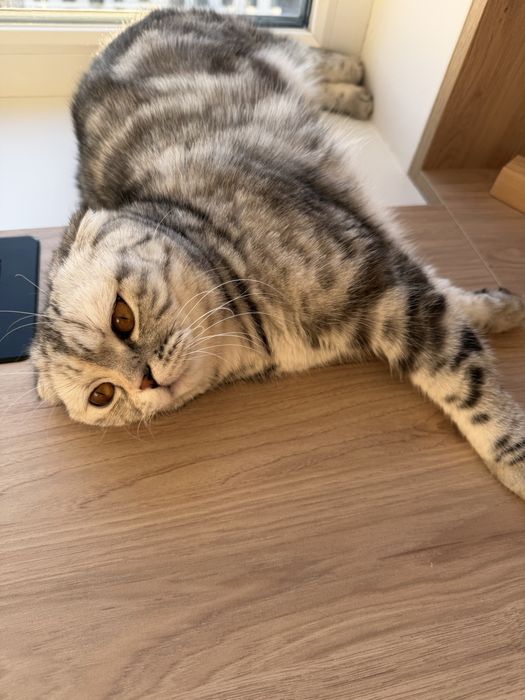 Кошки породистые