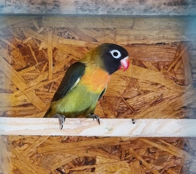 Papagali,perusi,nimfe,agapornis