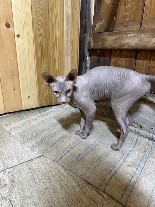 Кот сфинкс кастрированный