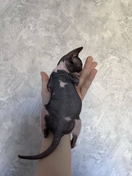 Котенок Канадского сфинкса