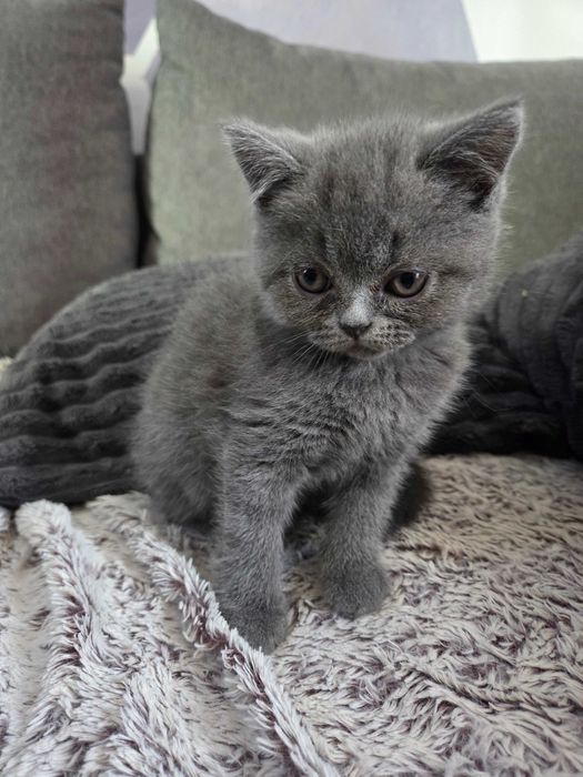 Pui British Scottish Fold