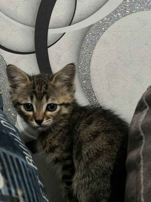 Отдам котят бесплатно