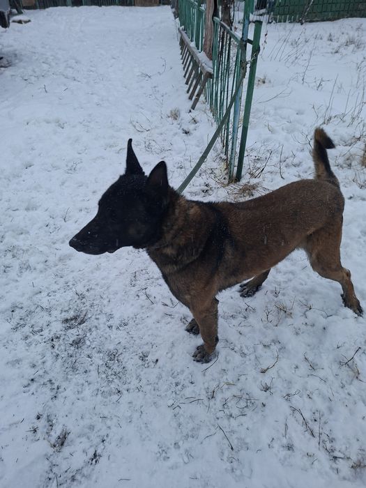 Белгийсеая овчарка  Малинуа