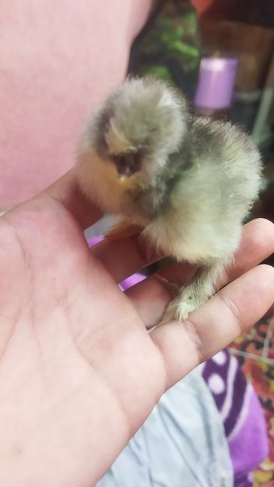 Яйца домашние, оплодотворенные, можно под инкубатор, не дорого