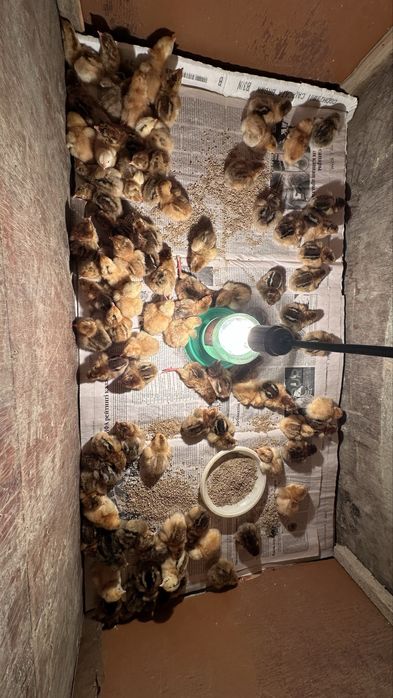 Кучин балапандары сатылады