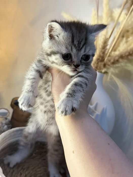 Продаются котята