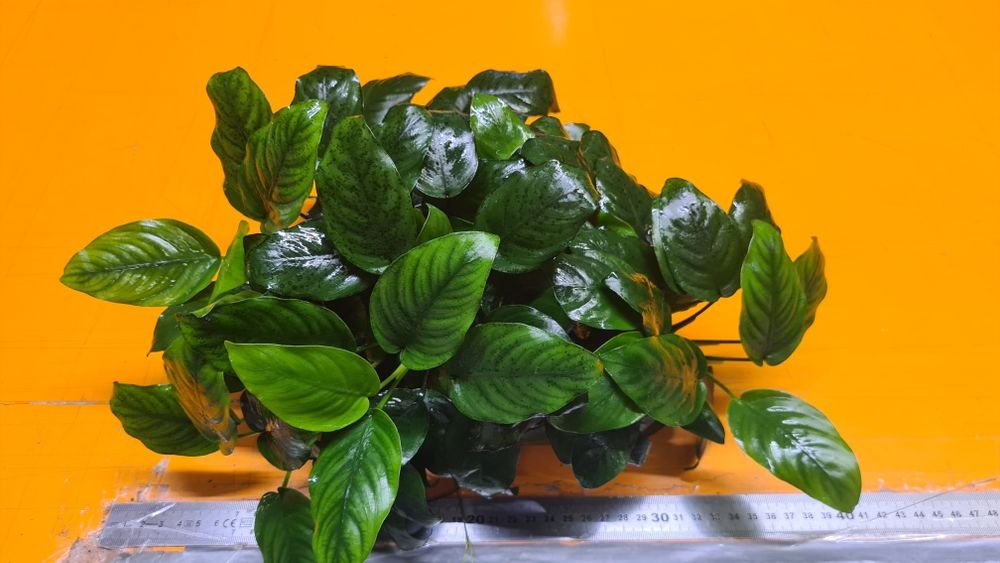Plante acvariu - Anubias