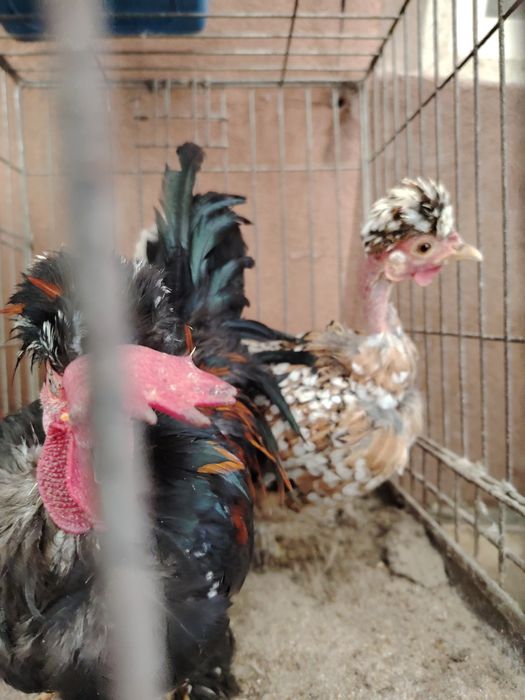 Pereche gaonusi pitice