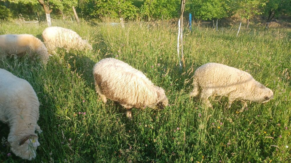 Vând oi miei și berbec