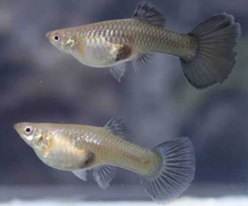 Продам рыбки живородки.