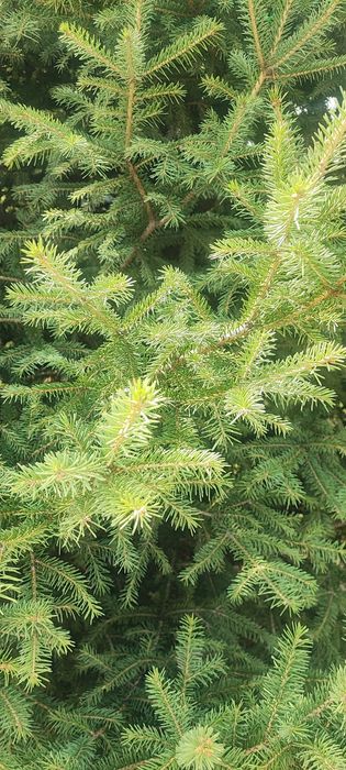 Продам елку 3-4 метра