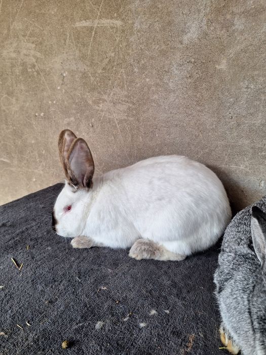 Пара взрослых кроликов