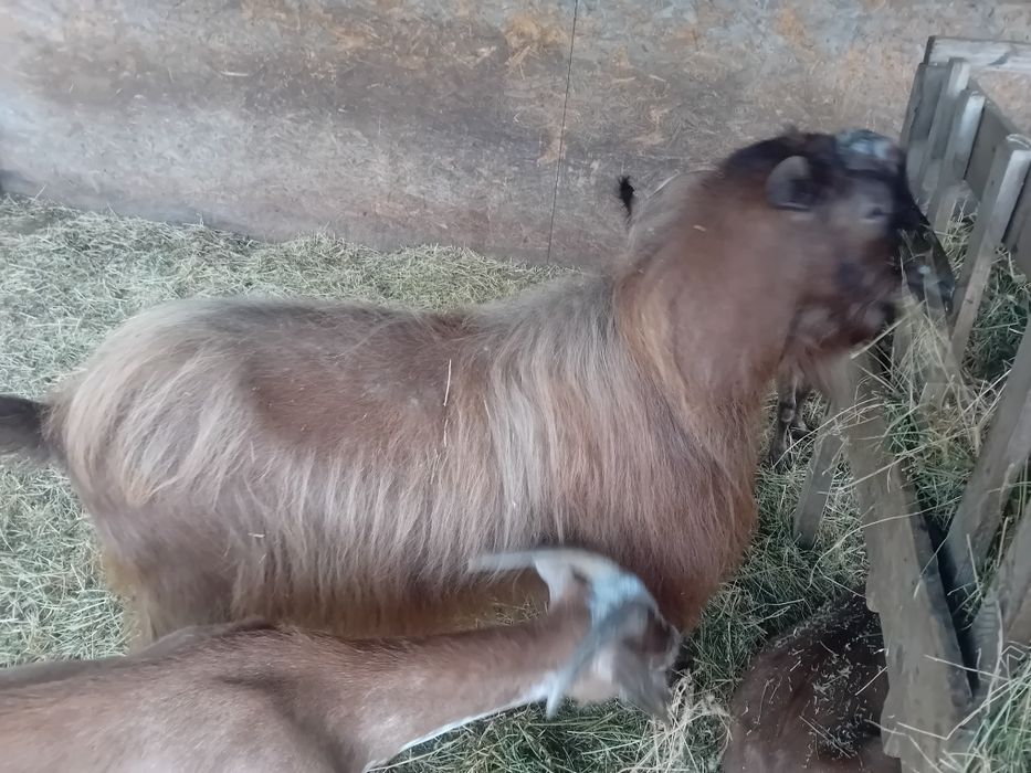Țap de 4 ani de vânzare