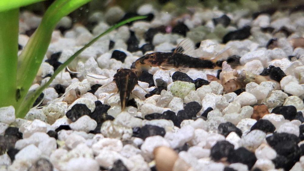 Pachet 5 + 1 pui Ancistrus Calico