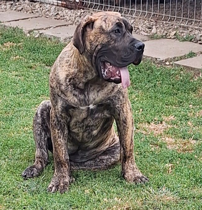 Vând cățeluș presa canario