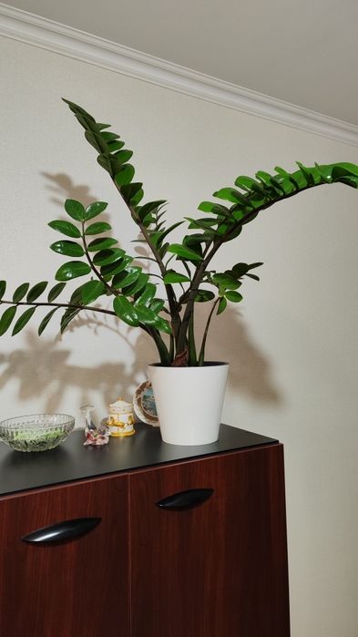 Продам комнатные цветы не дорого,