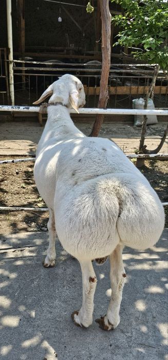 Qoy qoʻchqor aqiqa Qurbonlikka