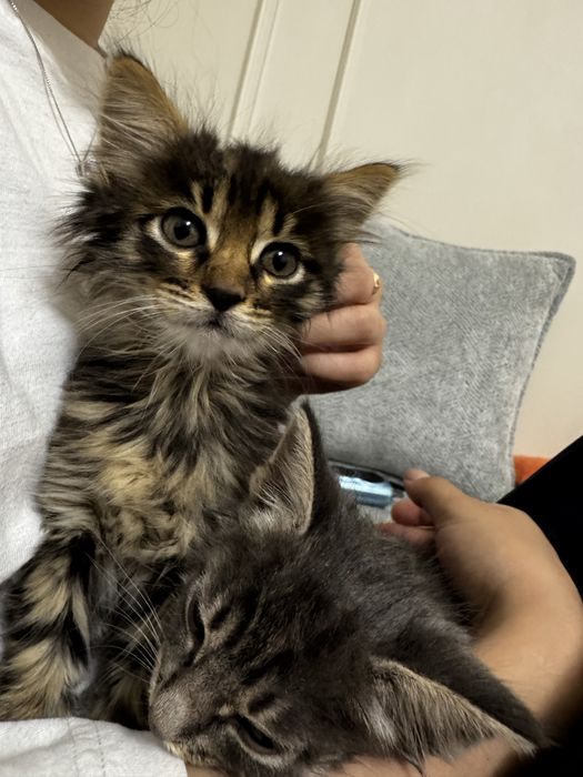 Отдам два котенка в хорошие руки