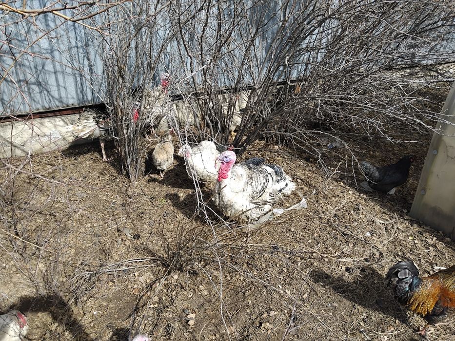 Индюки Индюк индюшата