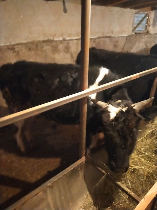 Бычки полторашки,местный