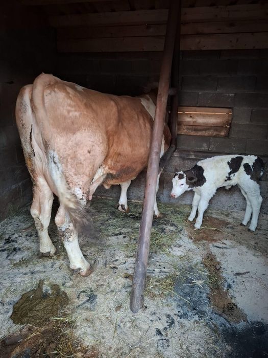 Vacă bălțată de vànzare