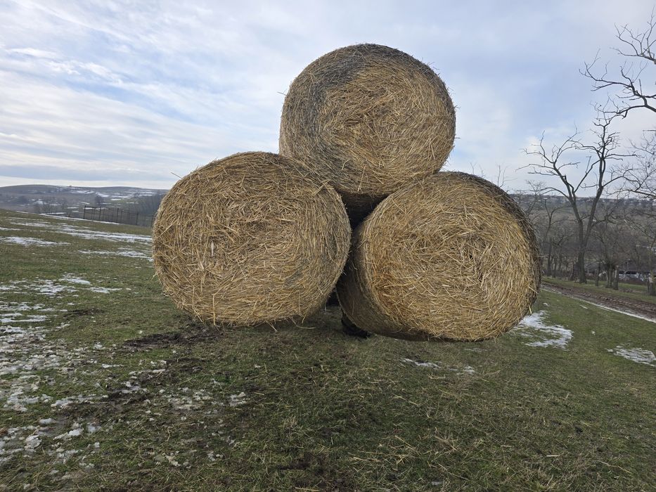 Vând baloți de paie, dimensiune balot 1,20/1,20