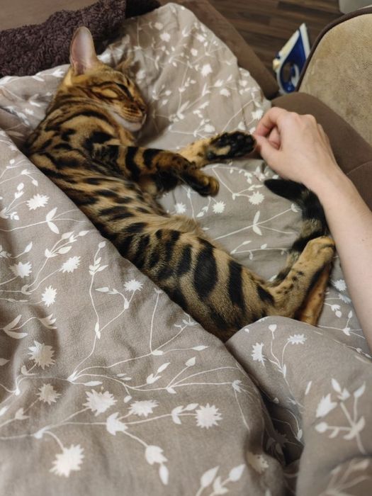 Продам бенгальского кота