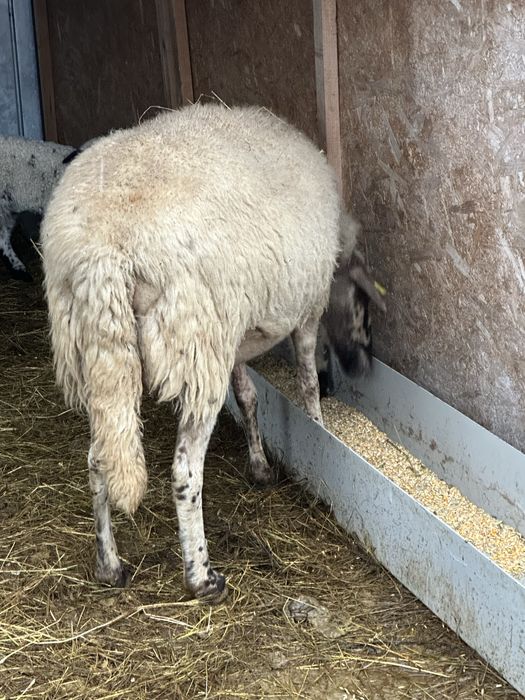 Vand oaie carabasa la a doua fatare si cu mia langa ea