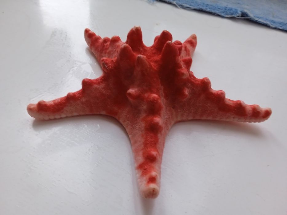 Морская звезда красная