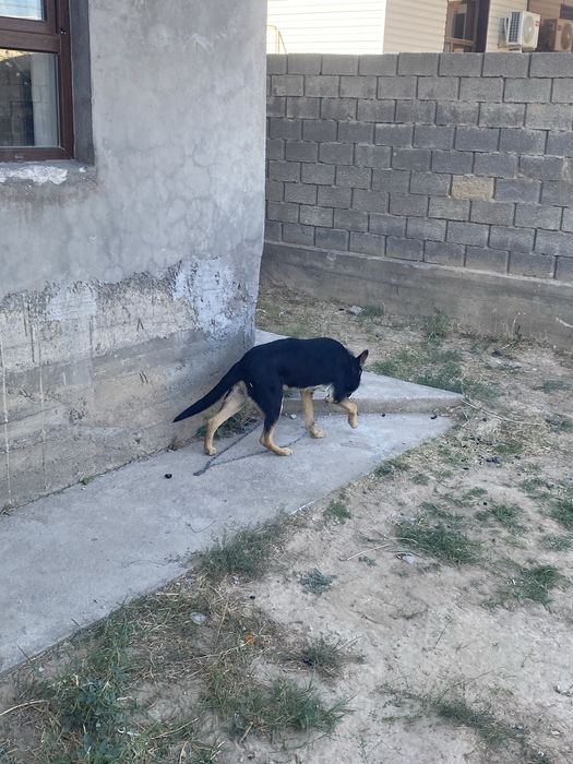 Овчарка немецкий