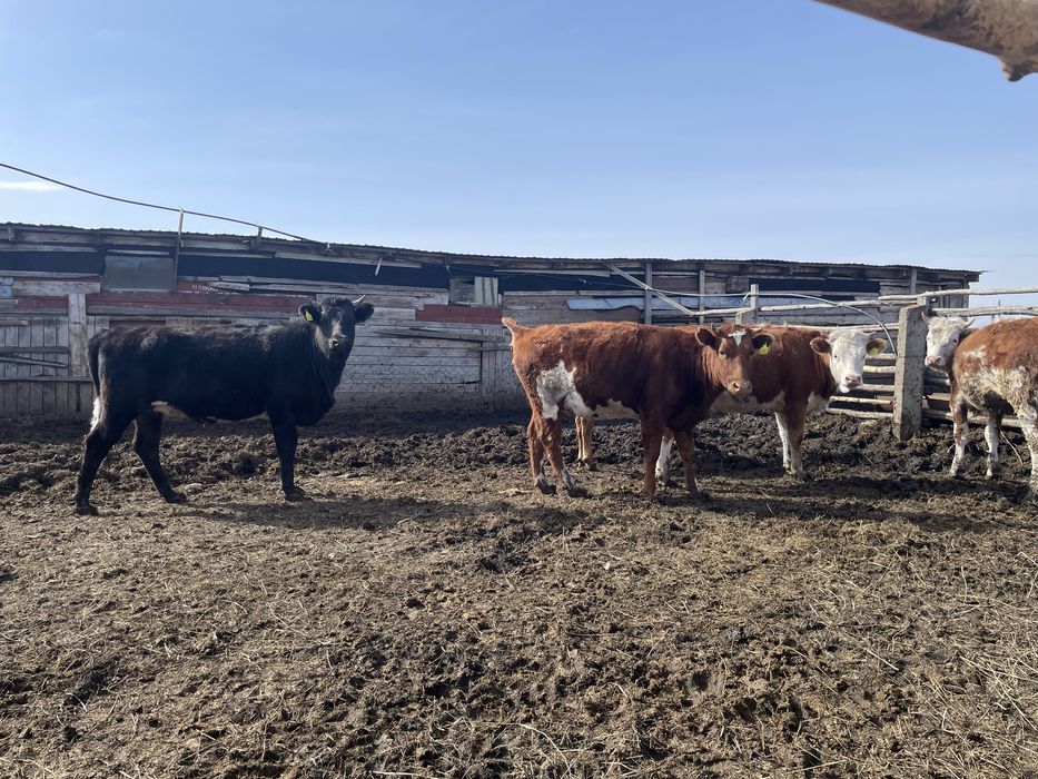 Продам быков телок