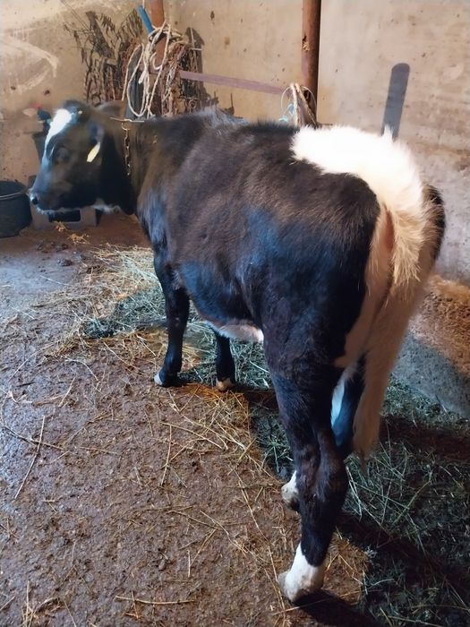 Vițică de vânzare