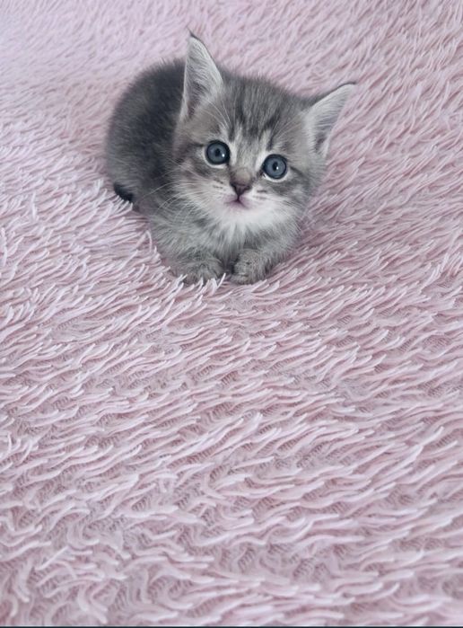 Продам шотландских котят