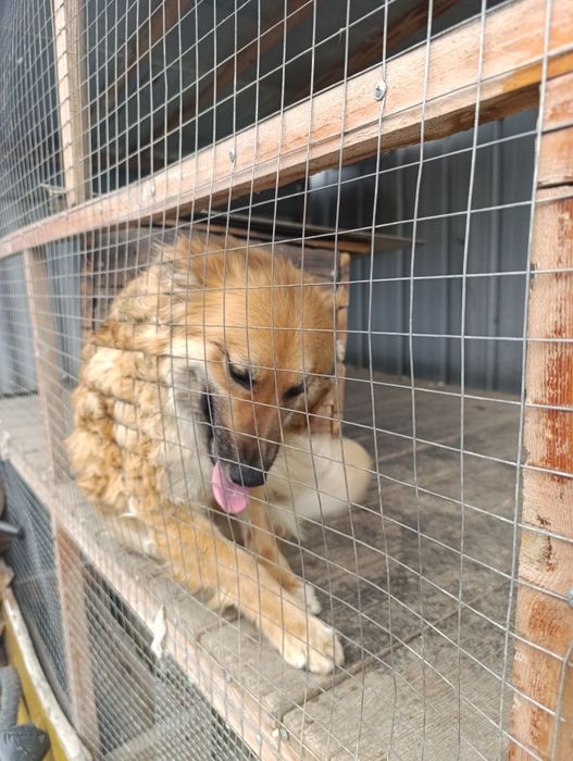 Овчарка смешанная