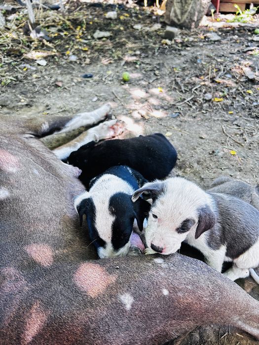 Catelusi pentru adoptie