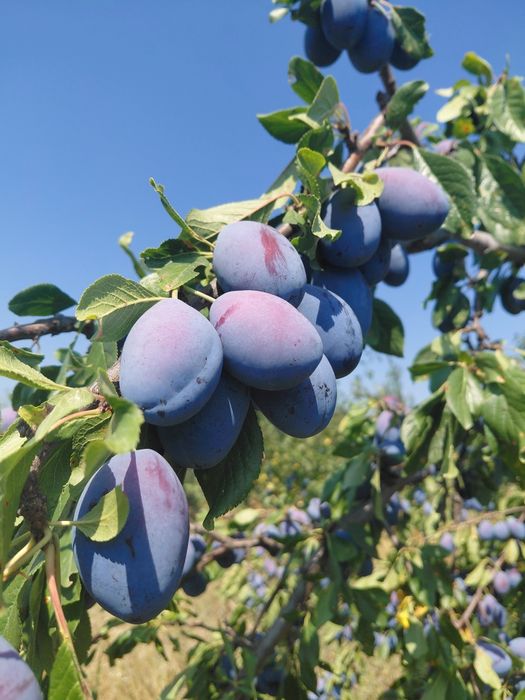 Prune pentru tuica
