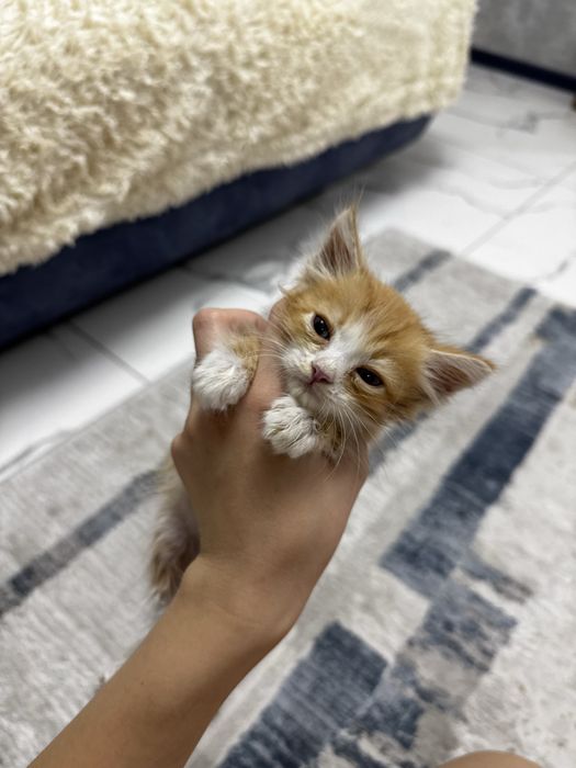Чудесный котенок ищет семью
