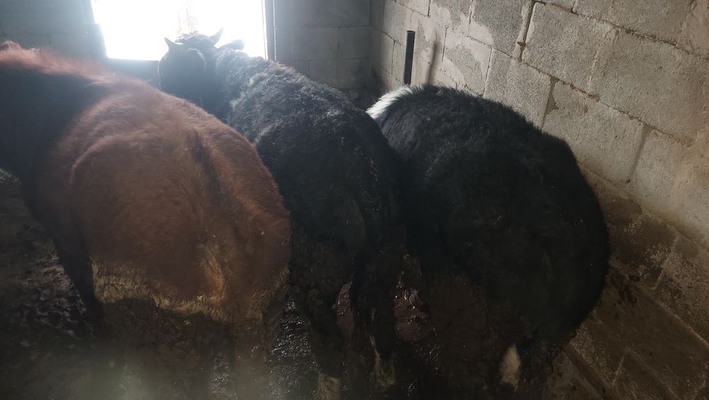 Бұқалар сатылады