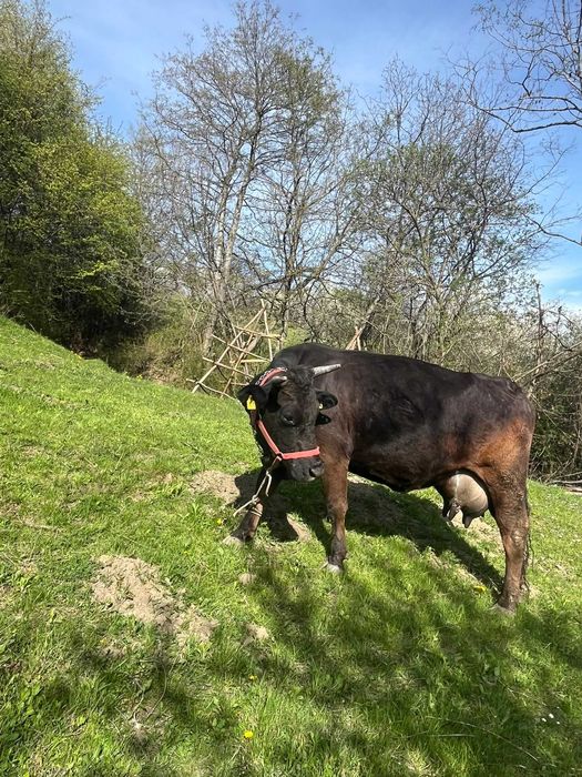 Vaca buna de lapte