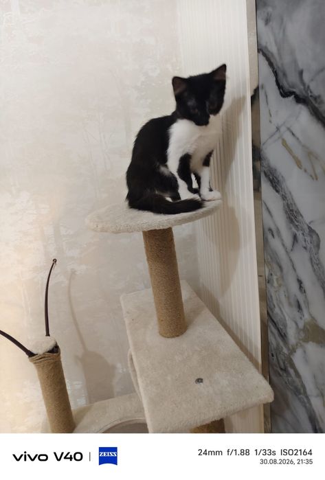 Котенок в хорошие руки