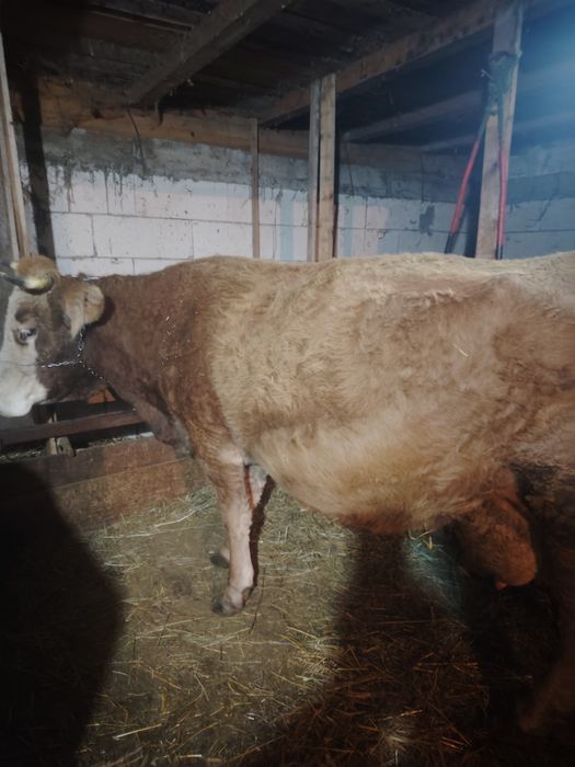 Vând vacă gestantă