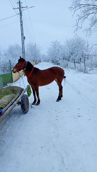 Vând iapă de 6 ani