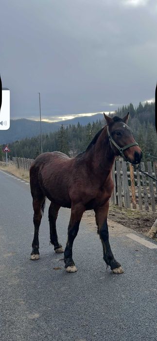 Manz armasar cal schimb oi sau vaci