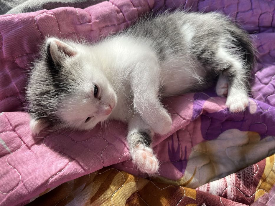 Отдам котенка в добрые руки!